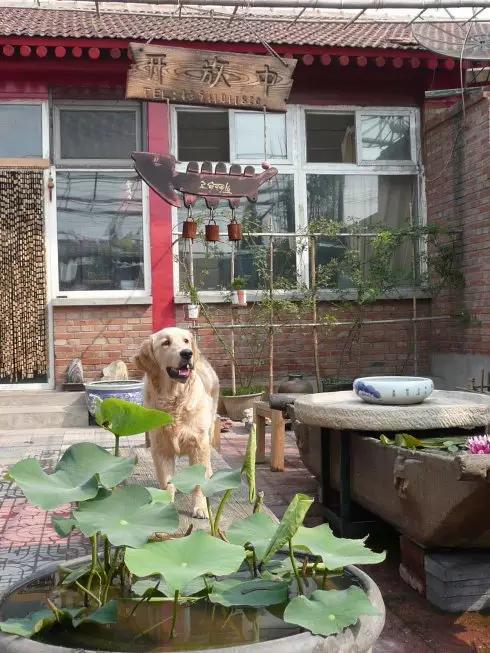 “中国·宋庄”。这个冠名也真是霸气得没谁了,就好像,你可曾听说过“中国·莲花池水沟子”? “中国·宋庄”。这个冠名也真是霸气得没谁了,就好像,你可曾听说过“中国·莲花池水沟子”?